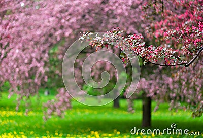 Blooming apple trees in the park Stock Photo