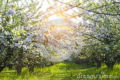 Blooming apple trees at spring Stock Photo