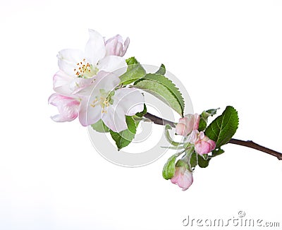 Blooming apple twig Stock Photo