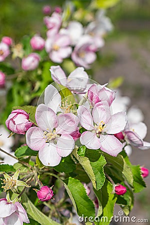 blooming appletree flower Stock Photo