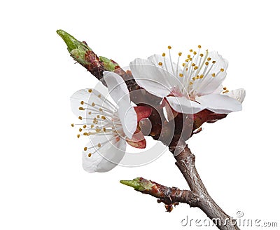 Blooming apricot Stock Photo