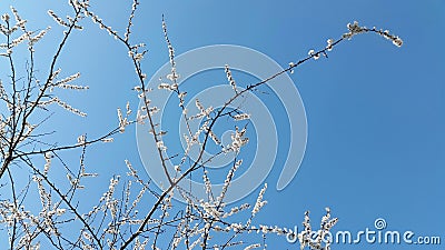Blooming apricot against the blue sky. Apricot tree flowers. Spr Stock Photo