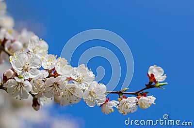 Blooming apricot branches on a blue sky background. Spring flowering fruit tree. White spring flowers close-up Stock Photo