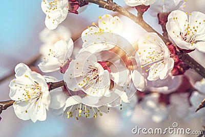 Blooming apricot tree Stock Photo