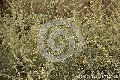 Blooming Artemisia absinthium wormwood herbal plant in a field. Stock Photo