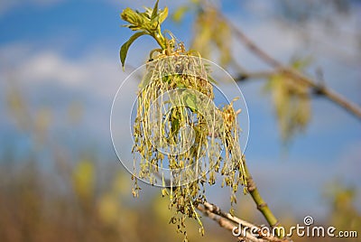 Blooming Ash tree Fraxinus green flowerson branches, blurry cloudy blue sky Stock Photo