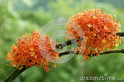 Blooming Ashoka Tree Stock Photo