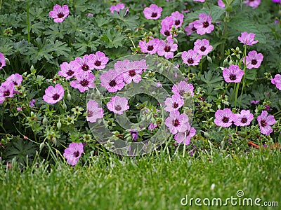 Ashy Cranesbill - Geranium cinereum `Ballerina` Stock Photo