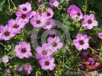 Ashy Cranesbill - Geranium cinereum `Ballerina` Stock Photo