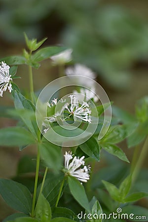 Flowering Asperula taurina Stock Photo