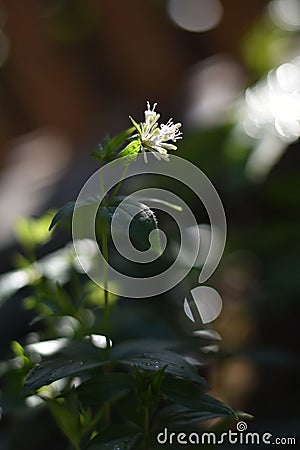 Flowering Asperula taurina Stock Photo