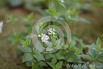 Flowering Asperula taurina Stock Photo