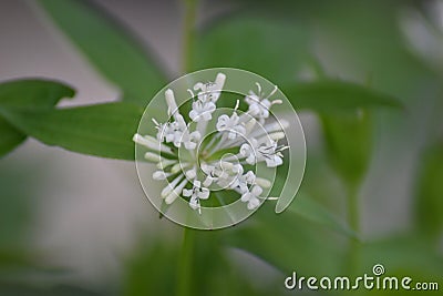 Flowering Asperula taurina Stock Photo