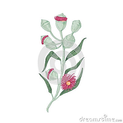 Blooming Australian eucalyptus flower with leaves, blossomed and unopened floral buds. Hand-drawn botanical element in Vector Illustration