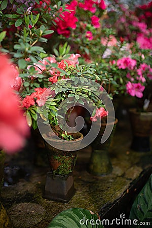Blooming Azalea Flowering Plants Closeup Photo. Blossoming Decorative Red Buds Flowers And Green Leaves Branches Stock Photo