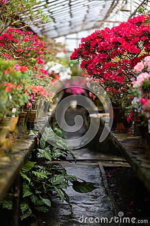 Blooming Azalea Flowering Plants Closeup Photo. Blossoming Decorative Red Buds Flowers And Green Leaves Branches Stock Photo