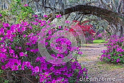 Blooming Azaleas, Live Oak Trees and Hanging Moss Stock Photo