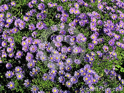 Blooming beautiful blue aster Stock Photo