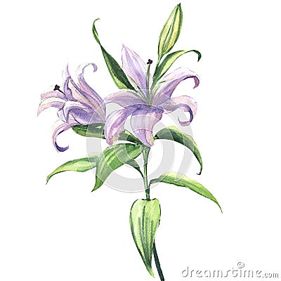 Blooming beautiful blue or purple lily flower isolated, watercolor illustration Cartoon Illustration