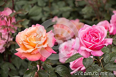 Blooming beautiful colorful roses in the garden Stock Photo