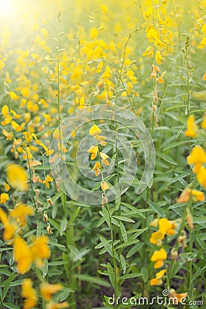 Blooming beautiful field yellow flower of Crotalaria Juneau with drop water, sunn hemp , Indian hemp, Madras hemp, brown hemp, A p Stock Photo