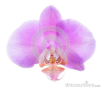 Blooming beautiful lilac orchid is isolated Stock Photo