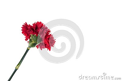 Blooming beautiful red flower isolated on white background. Stock Photo