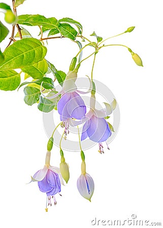 Blooming beautiful twig hanging fuchsia flowers in shades of blu Stock Photo