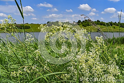 Blooming bedstraw bush close-up against blurred rural landscape with pond. A wild Galium album plant with small white florets Stock Photo