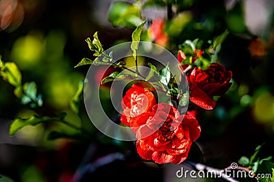 Blooming begonia Stock Photo