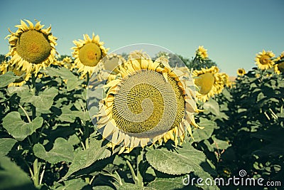 Blooming big sunflowers Helianthus annuus plants on field in summer time. Flowering bright yellow sunflowers background Stock Photo