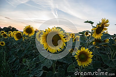 Blooming big sunflowers Helianthus annuus plants on field in summer time. Flowering bright yellow sunflowers background Stock Photo