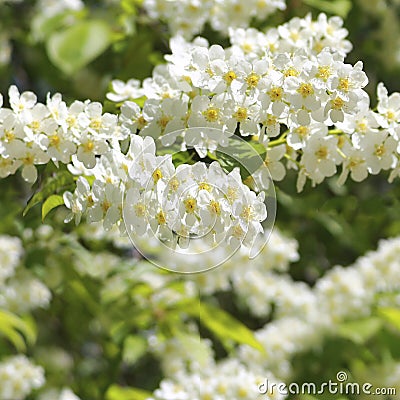 Blooming bird cherry trees flowers seamless pattern Stock Photo