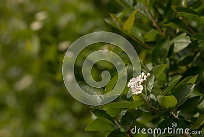Blooming Black Chokeberry, Aronia melanocarpa Stock Photo