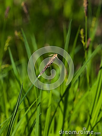 Blooming Black or common sedge, Carex nigra, close-up with bokeh background, selective focus, shallow DOF Stock Photo