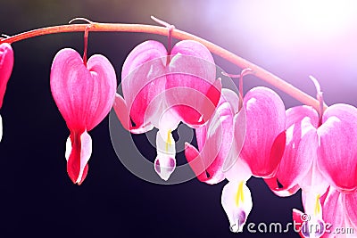 Blooming bleeding heart flowers. Beautiful flowers named Dicentra in form of hearts. Spring floral composition in pink and white Stock Photo