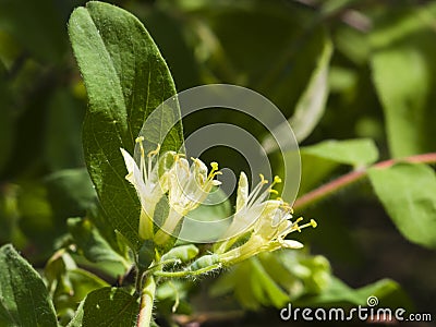 Blooming blue honeysuckle flowers on branch with bokeh background macro, selective focus, shallow DOF Stock Photo