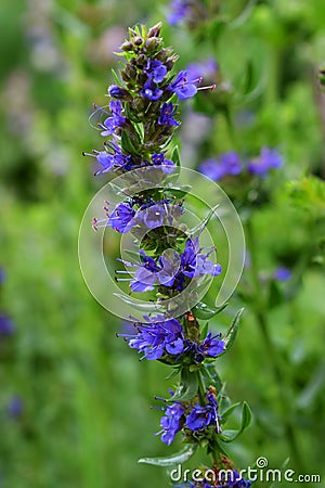 Blooming blue hyssop Stock Photo