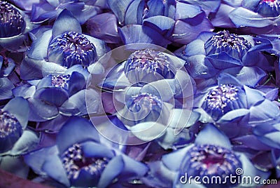 Blooming Blue Lotus flower floating on the water in the Basin. Buddhist is used for pray buddha at the temple - Floral backdrop an Stock Photo