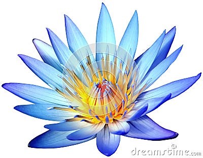 Blooming blue lotus flower isolated on white background Stock Photo