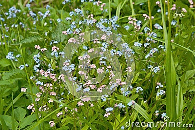 Blooming blue and pink Myosotis Stock Photo