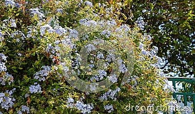 Blooming blue plumbago or jasmine flowering plant background. Climber bush, Greece Cyclades island Stock Photo