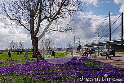 Blooming Blue Purple Crocus flowers field in DÃ¼sseldorf, Germany. Editorial Stock Photo