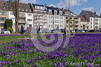 Blooming Blue Purple Crocus flowers field in DÃ¼sseldorf, Germany. Editorial Stock Photo