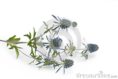 Blooming blue thistle Stock Photo