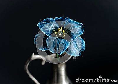 Blooming blue tulip in a vase isolated on a black background Stock Photo