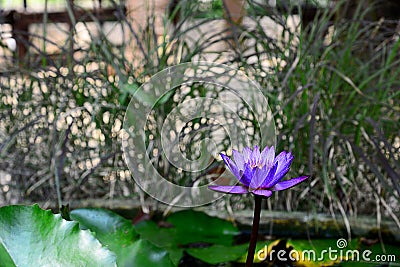 Blooming Blue and Violet Nymphaea Lotus with Blurred Background Stock Photo