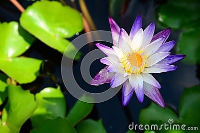 Blooming Blue and Violet Nymphaea Lotus with Green Leaves and Blurred Background Stock Photo