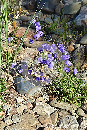 Blooming bluebell Stock Photo