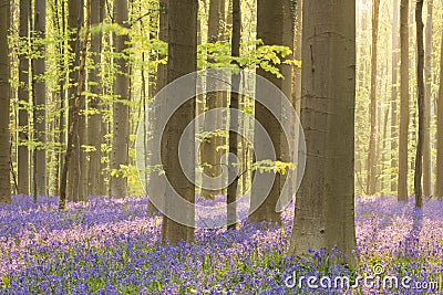 Blooming bluebell forest of Hallerbos in Belgium Stock Photo
